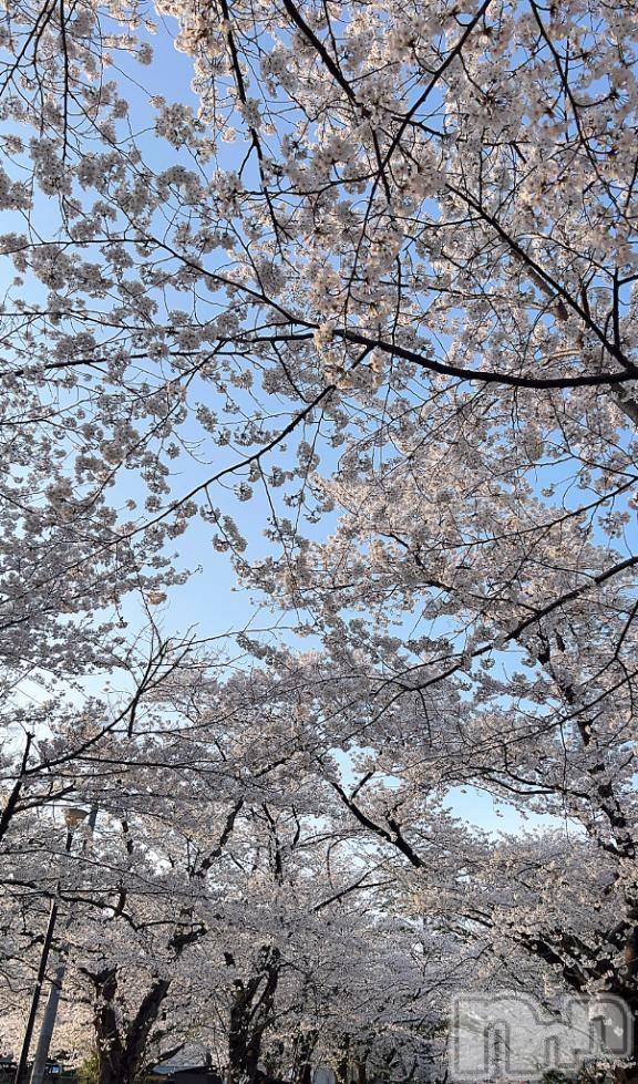 長岡デリヘルBIANCA～主人の知らない私～長岡店(ビアンカナガオカテン) 朝日奈　うみ(34)の4月13日写メブログ「さくら～」