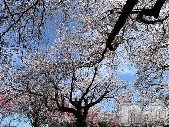 長岡デリヘルBIANCA～主人の知らない私～長岡店(ビアンカナガオカテン) 朝日奈　うみ(34)の4月7日写メブログ「春～」