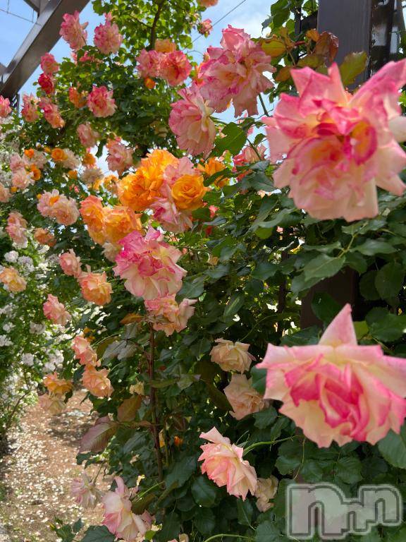 長岡デリヘルBIANCA～主人の知らない私～長岡店(ビアンカナガオカテン)朝日奈　うみ(34)の2025年6月3日写メブログ「お花みた～」