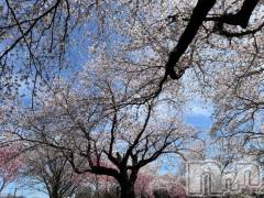 長岡デリヘルBIANCA～主人の知らない私～長岡店(ビアンカナガオカテン) 朝日奈　うみ(34)の4月7日写メブログ「春～」