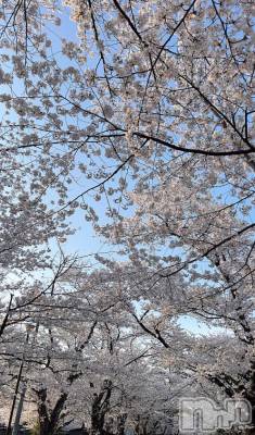 長岡デリヘル BIANCA～主人の知らない私～長岡店(ビアンカナガオカテン) 朝日奈　うみ(34)の4月13日写メブログ「さくら～」