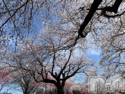 長岡デリヘル BIANCA～主人の知らない私～長岡店(ビアンカナガオカテン) 朝日奈　うみ(34)の4月7日写メブログ「春～」