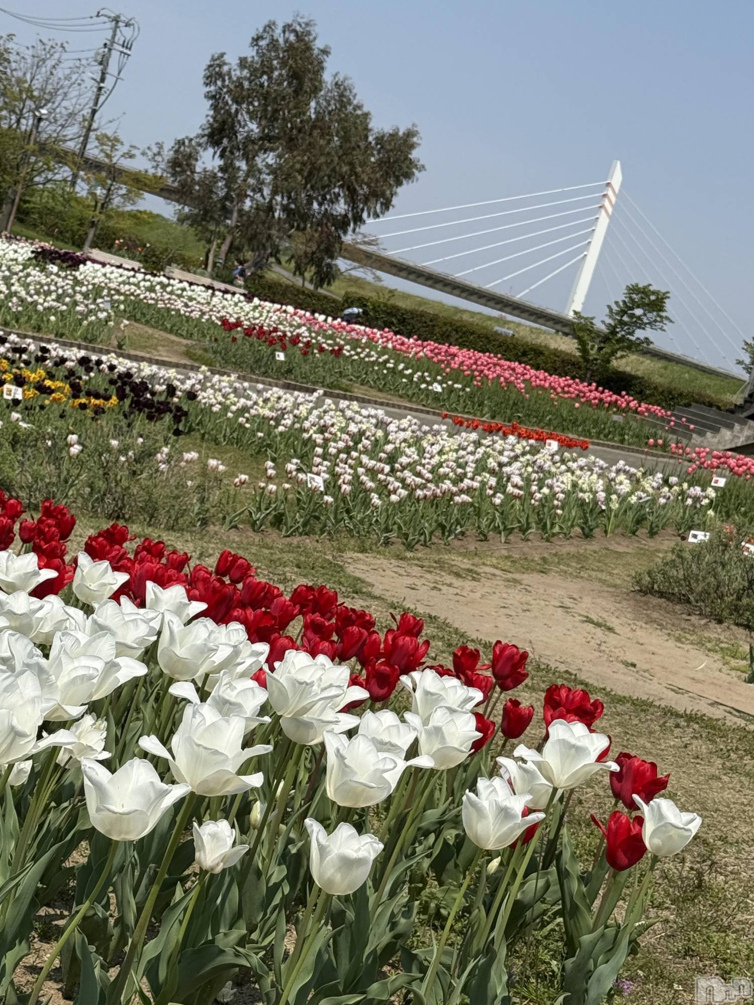 ĮС㤭PRESTIGE VIP(ץ쥹ơӥå) 2025ǯ426̥֥֥塼å🌷➰