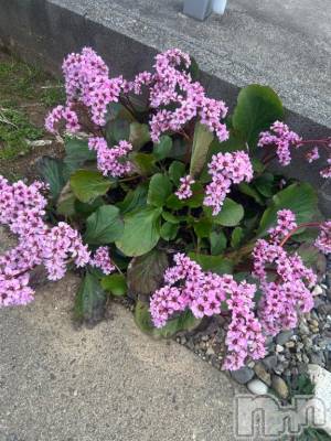 上越デリヘル BLUE BIRD上越店(ブルーバード上越店) らん(21)の4月10日写メブログ「パールラビット 305号室」