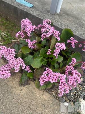 上越デリヘル BLUE BIRD上越店(ブルーバード上越店) らん(21)の4月12日写メブログ「3日目の朝だよ～🌤️」