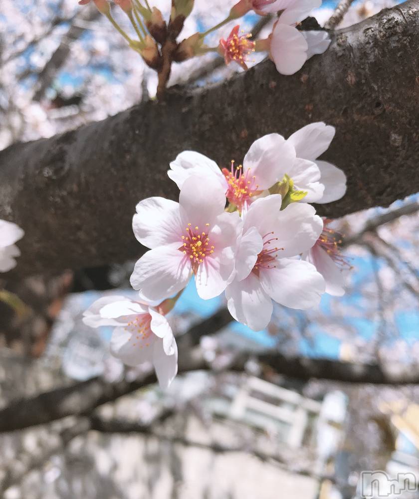 Х顦ֽϽХ Lips(奯祭Хåץ) Ϥʤ419̥֥֤Ϥޤơ