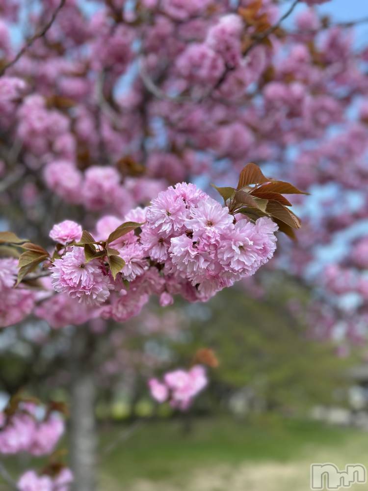 Х顦ֽϽХ Lips(奯祭Хåץ) Ϥʤ52̥֥Ȭź🌸