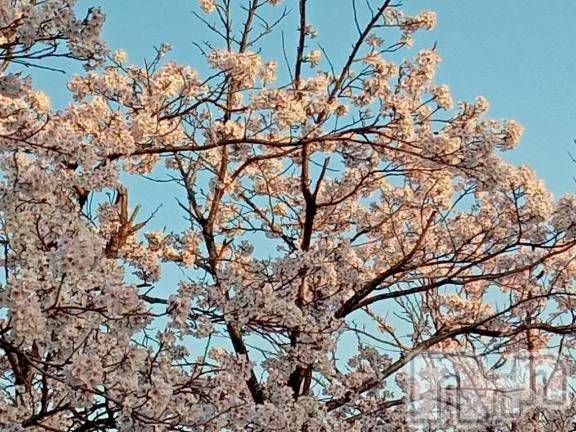 新潟デリヘル熟女の風俗 最終章(ジュクジョノフウゾクサイシュウショウ) おと(40)の4月8日写メブログ「明日も♡」