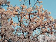 新潟デリヘル熟女の風俗 最終章(ジュクジョノフウゾクサイシュウショウ) おと(40)の4月8日写メブログ「明日も♡」