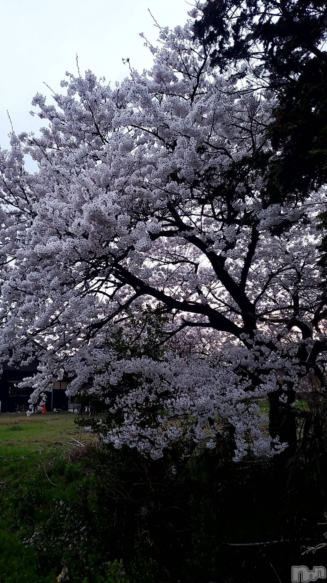 Х顦ֽϽХ Lips(奯祭Хåץ) 2025ǯ412̥֥֤🌸