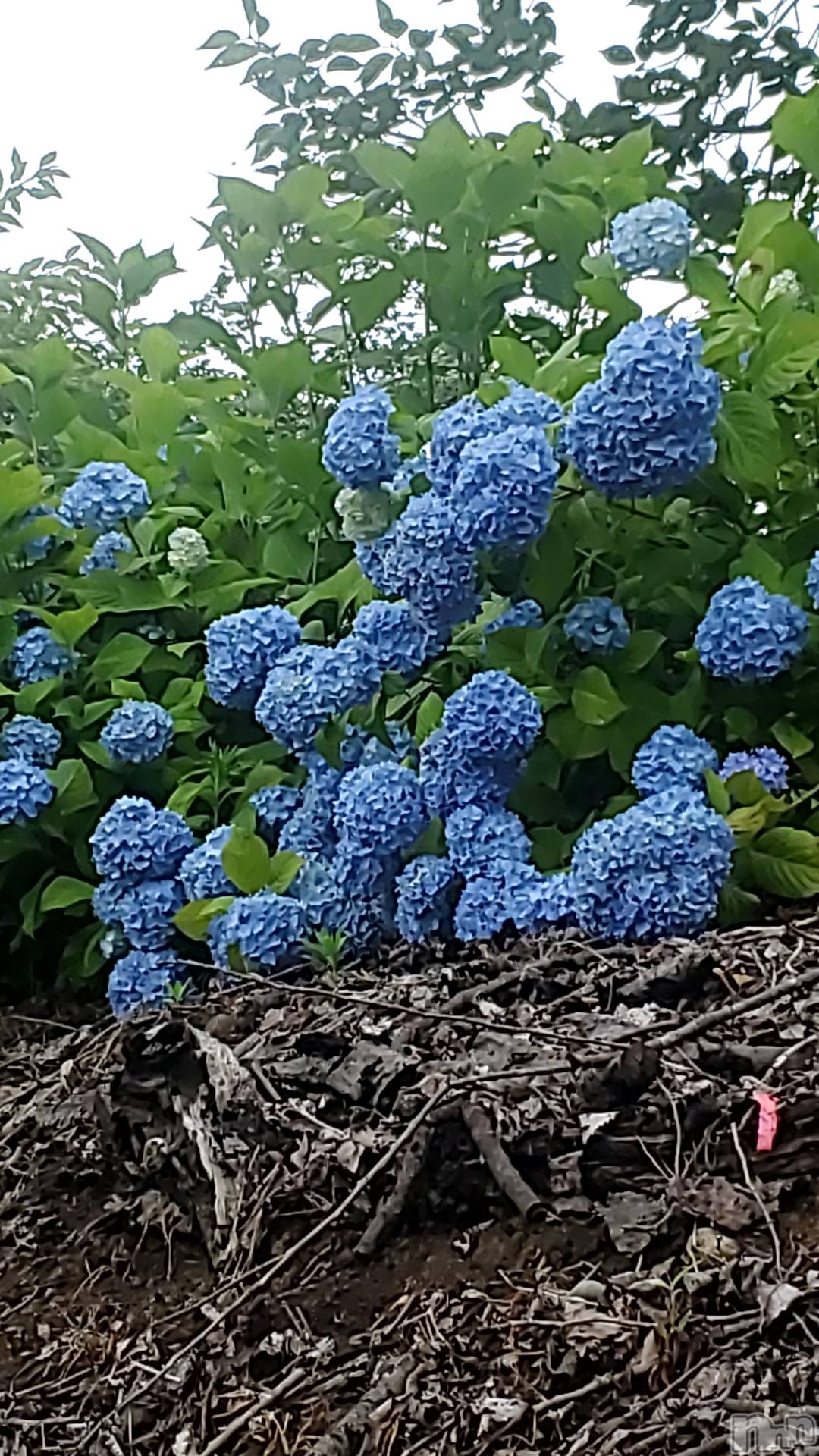 Х顦ֽϽХ Lips(奯祭Хåץ) 2025ǯ625̥֥֤