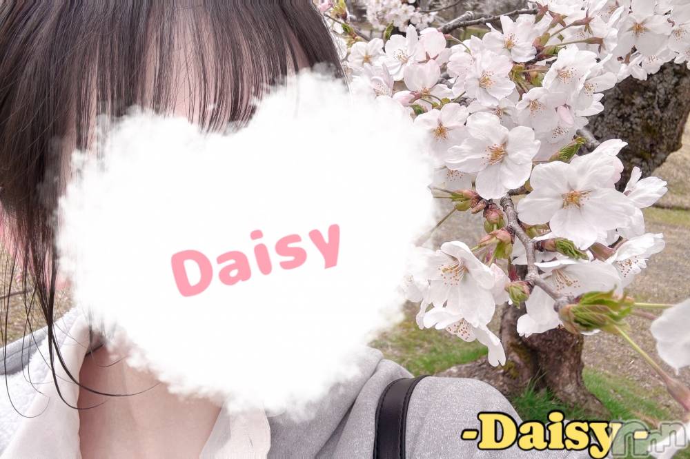 Ĺ襳ѥ˥󥯥Ĺѥ˥-Daisy- ǥ (Ĺȯ 㸩)(ʥѥ˥ǥ) Ȥ418ָ̥֥֤🌸✨