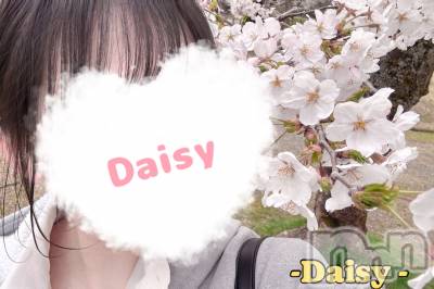 Ĺ襳ѥ˥󥯥Ĺѥ˥-Daisy- ǥ (Ĺȯ 㸩)(ʥѥ˥ǥ) Ȥ(20)418ָ̥֥֤🌸✨