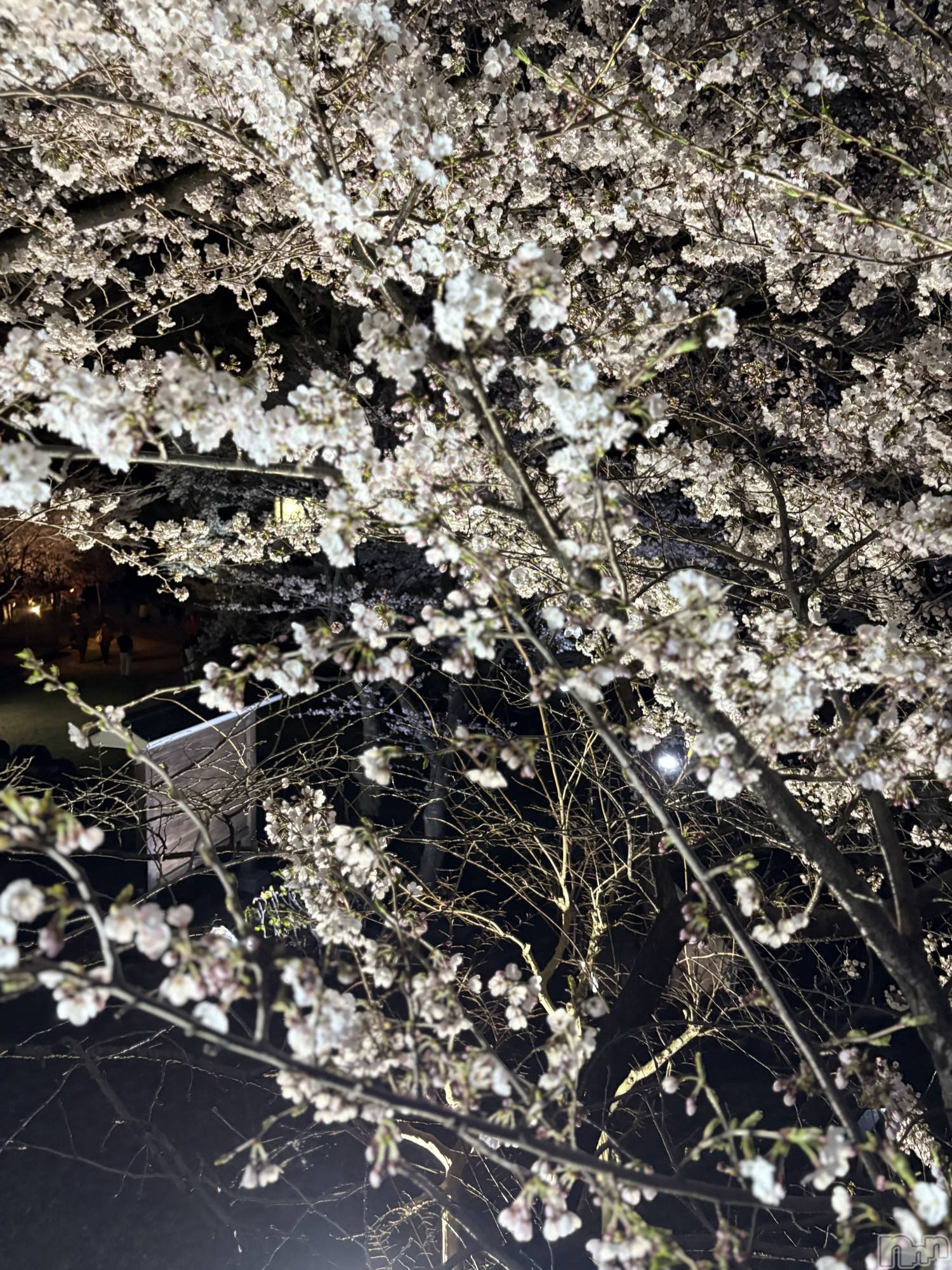 ��ˬ����Х��顦�����CLUB K����Prologue��(����֥���) ��2025ǯ4��17���̥�֥�����🩵��