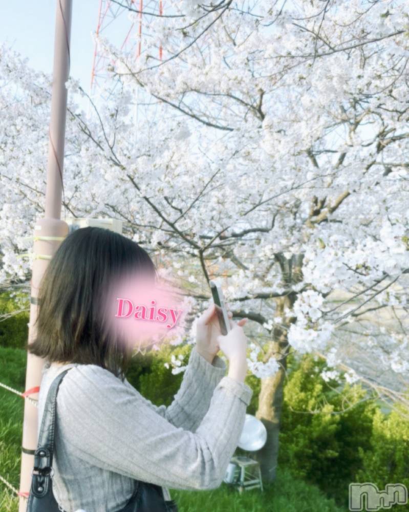 Ĺ襳ѥ˥󥯥Ĺѥ˥-Daisy- ǥ (Ĺȯ 㸩)(ʥѥ˥ǥ) 󤫡襤Ϥ419ָ̥֥֤❀.*ߡ