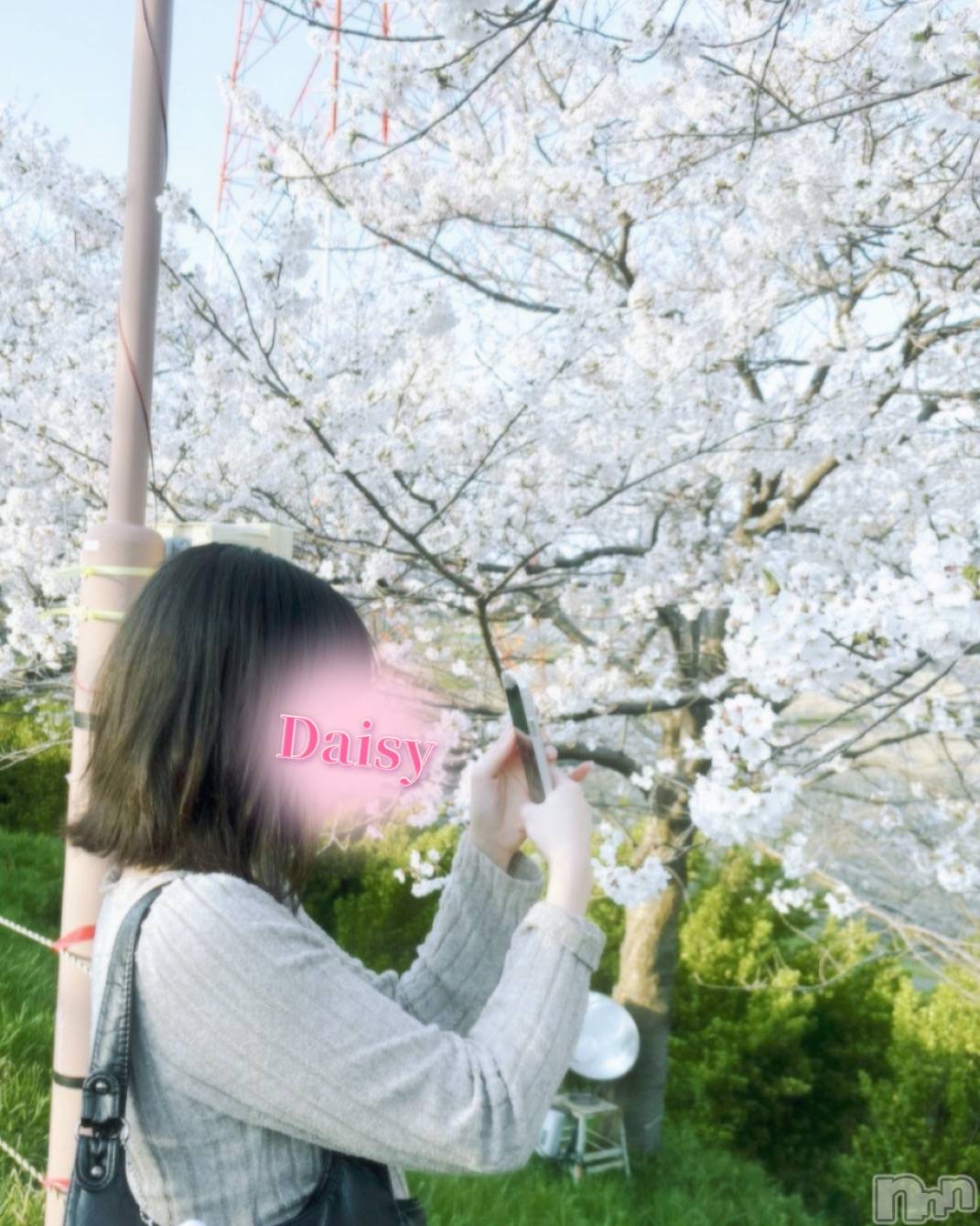 Ĺ襳ѥ˥󥯥Ĺѥ˥-Daisy- ǥ (Ĺȯ 㸩)(ʥѥ˥ǥ) 2025ǯ419ָ̥֥֤❀.*ߡ