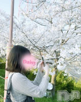 Ĺ襳ѥ˥󥯥Ĺѥ˥-Daisy- ǥ (Ĺȯ 㸩)(ʥѥ˥ǥ) 󤫡襤(22)419ָ̥֥֤❀.*ߡ