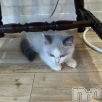ᥤɥեLINK