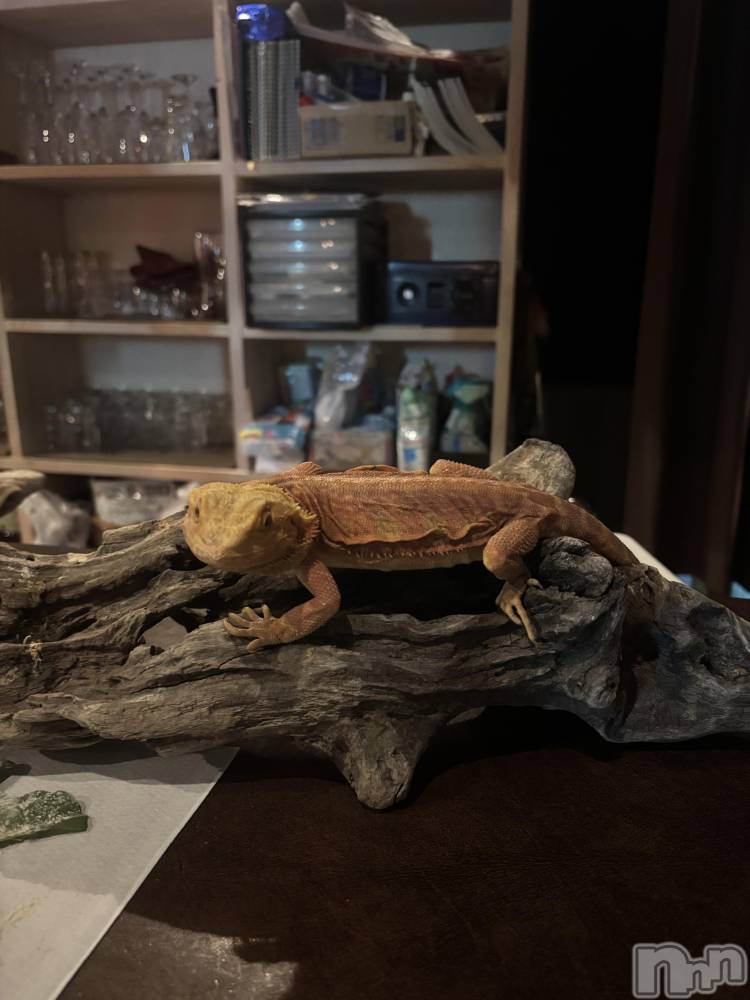 ʥå륺СJEUNESSE(ͥ) Fuu831̥֥֥ͤ8ޤ🦎