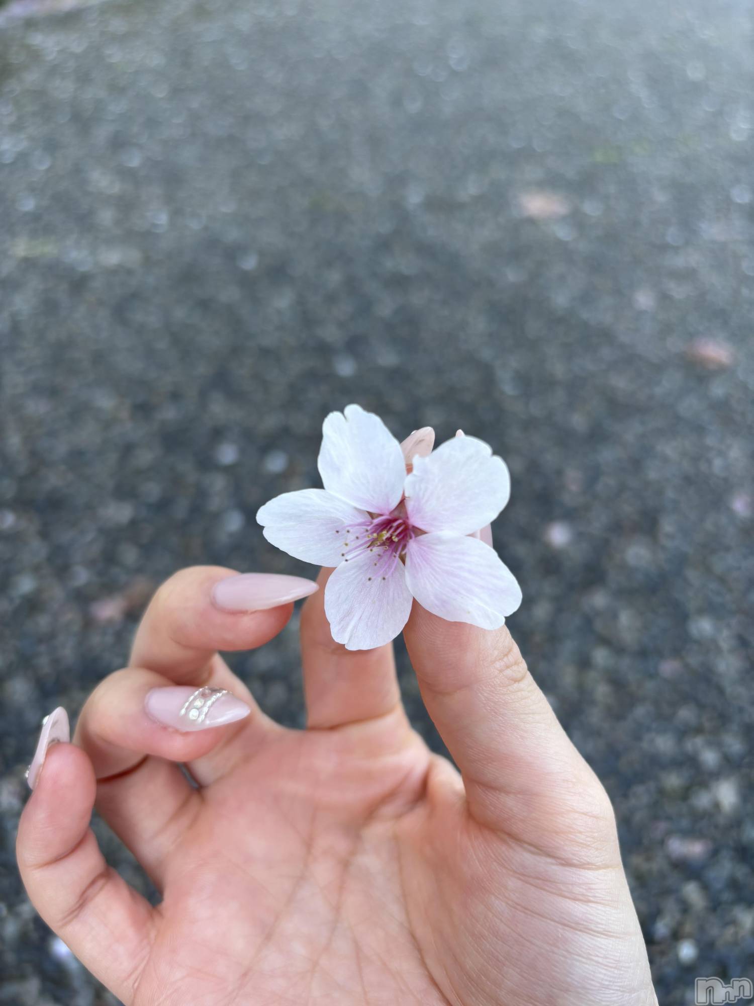 ����������ʥå��������륺�С�JEUNESSE(����ͥ�) ��2026ǯ4��13���̥�֥����ֺ�����Ƥ���🌸��