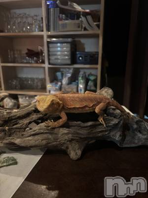 ʥå륺СJEUNESSE(ͥ) Fuu831̥֥֥ͤ8ޤ🦎