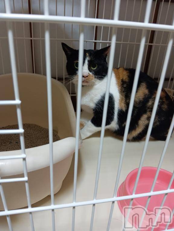 長岡デリヘル奥様特急 長岡店(オクサマトッキュウナガオカテン)ありす(45)の2025年11月30日写メブログ「今月ラスト～」