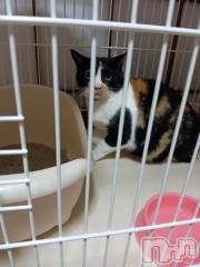 長岡デリヘル奥様特急 長岡店(オクサマトッキュウナガオカテン) ありす(45)の11月30日写メブログ「今月ラスト～」