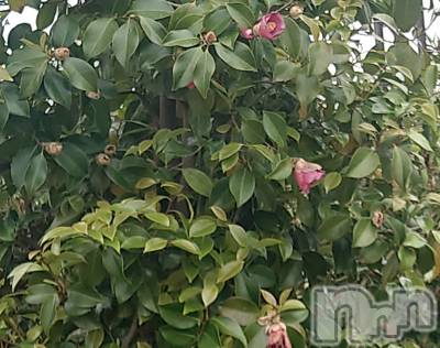 長岡デリヘル 長岡人妻市(ナガオカヒトヅマイチ) あんな★おっとりした雰囲気の人妻(38)の5月5日写メブログ「これは椿？」