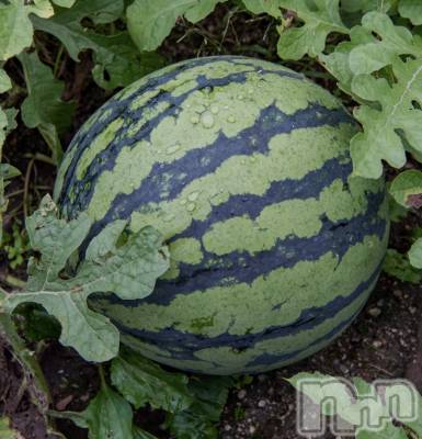 長岡デリヘル 長岡人妻市(ナガオカヒトヅマイチ) あんな★おっとりした雰囲気の人妻(38)の7月26日写メブログ「暑すぎる💦」