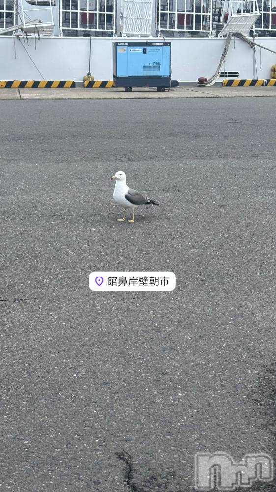 襳ѥ˥󥯥Sugar(奬) 줪55̥֥ιԺǽ🕊️