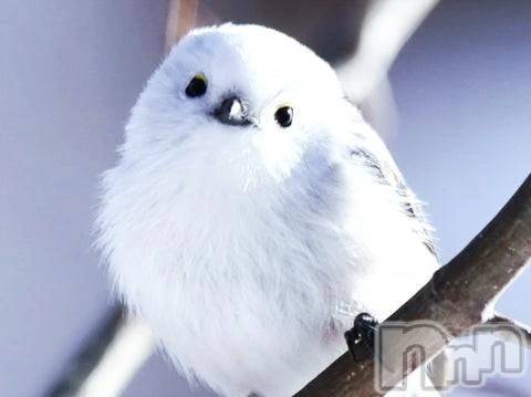 新潟デリヘル熟女の風俗 最終章(ジュクジョノフウゾクサイシュウショウ) くるみ(29)の1月22日写メブログ「シマエナガが見たい！」