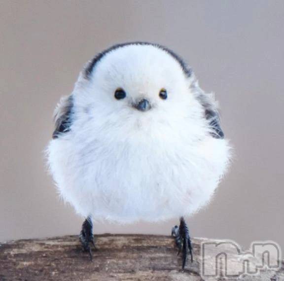 新潟デリヘル熟女の風俗 最終章(ジュクジョノフウゾクサイシュウショウ) くるみ(29)の1月22日写メブログ「ありがとうございました★」