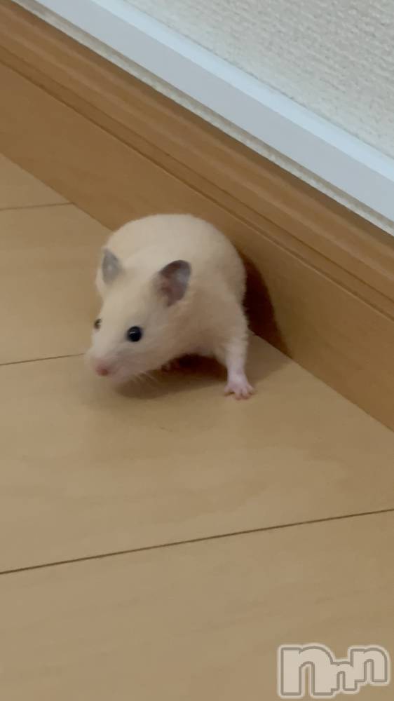 ��Ʋ����Х��顦�����Lounge Veranda(�饦�󥸥٥���) ������4��11���̥�֥�����4��11�� 19��57ʬ�Υ֥�����