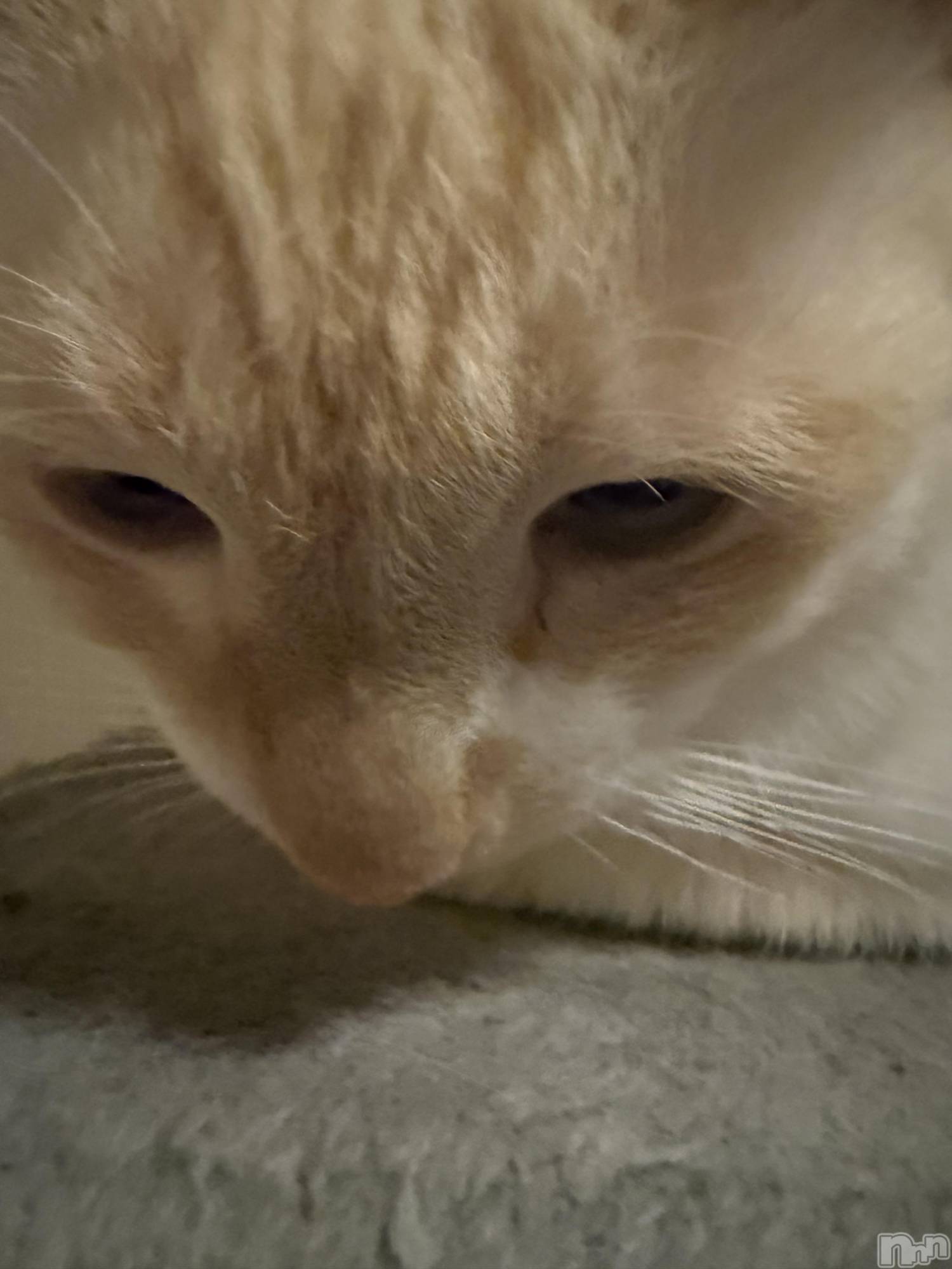 ��Ʋ����Х��顦�����Lounge Veranda(�饦�󥸥٥���) ��2025ǯ12��18���̥�֥����֤Ĥ��˽���Ϥ��ޤ뤥•̥  ̫ •̥��