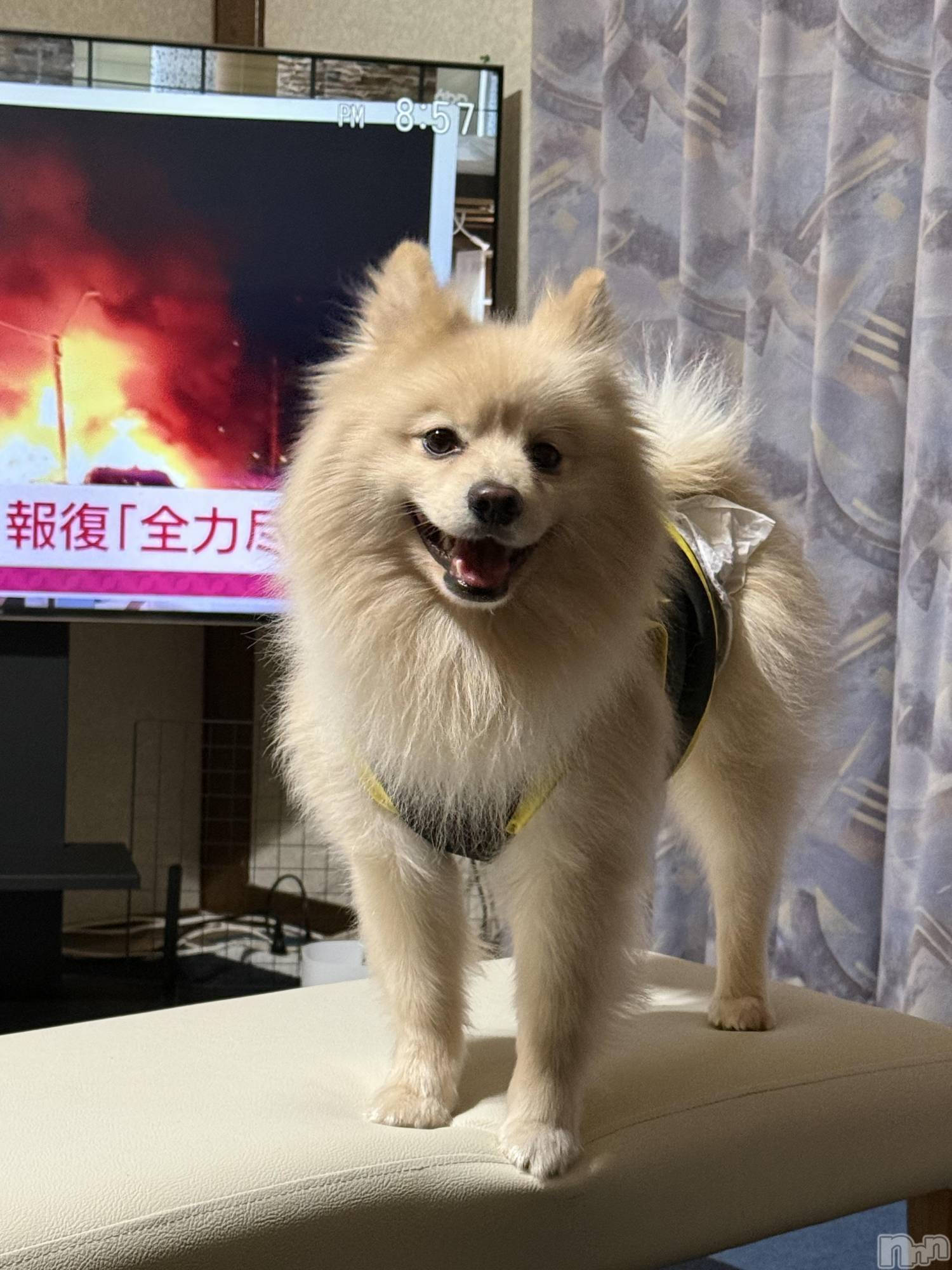 ��Ʋ����Х��顦�����Lounge Veranda(�饦�󥸥٥���) ��2026ǯ3��2���̥�֥����֤��뤪��