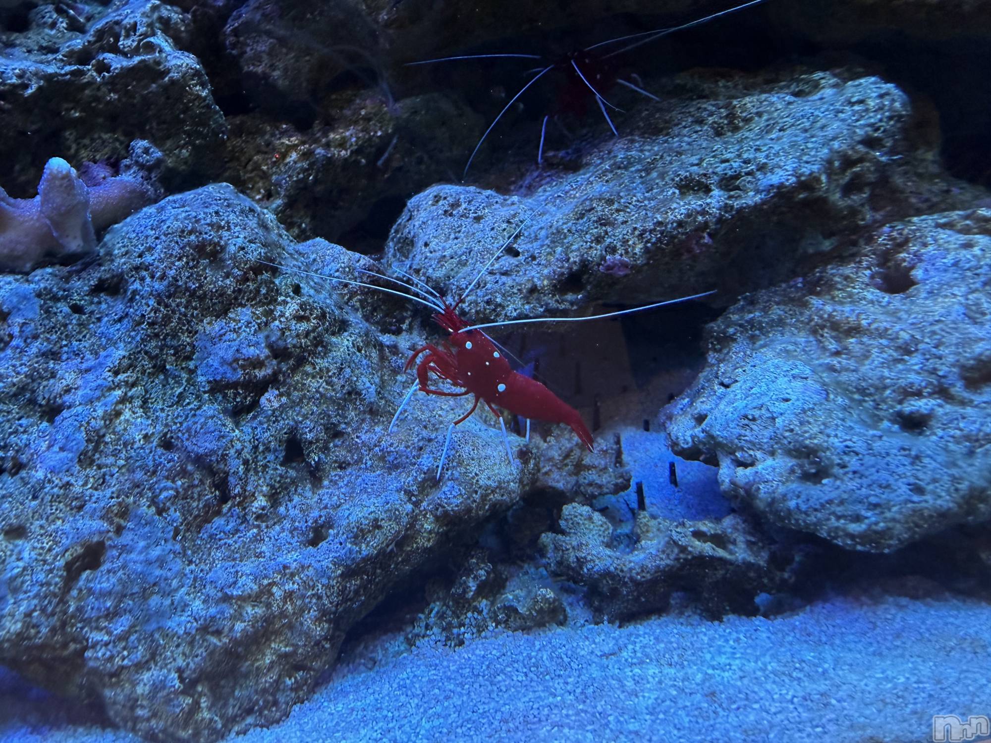 ��Ʋ����Х��顦�����Lounge Veranda(�饦�󥸥٥���) ��2026ǯ4��8���̥�֥�����4��8�� 19��38ʬ�Υ֥�����