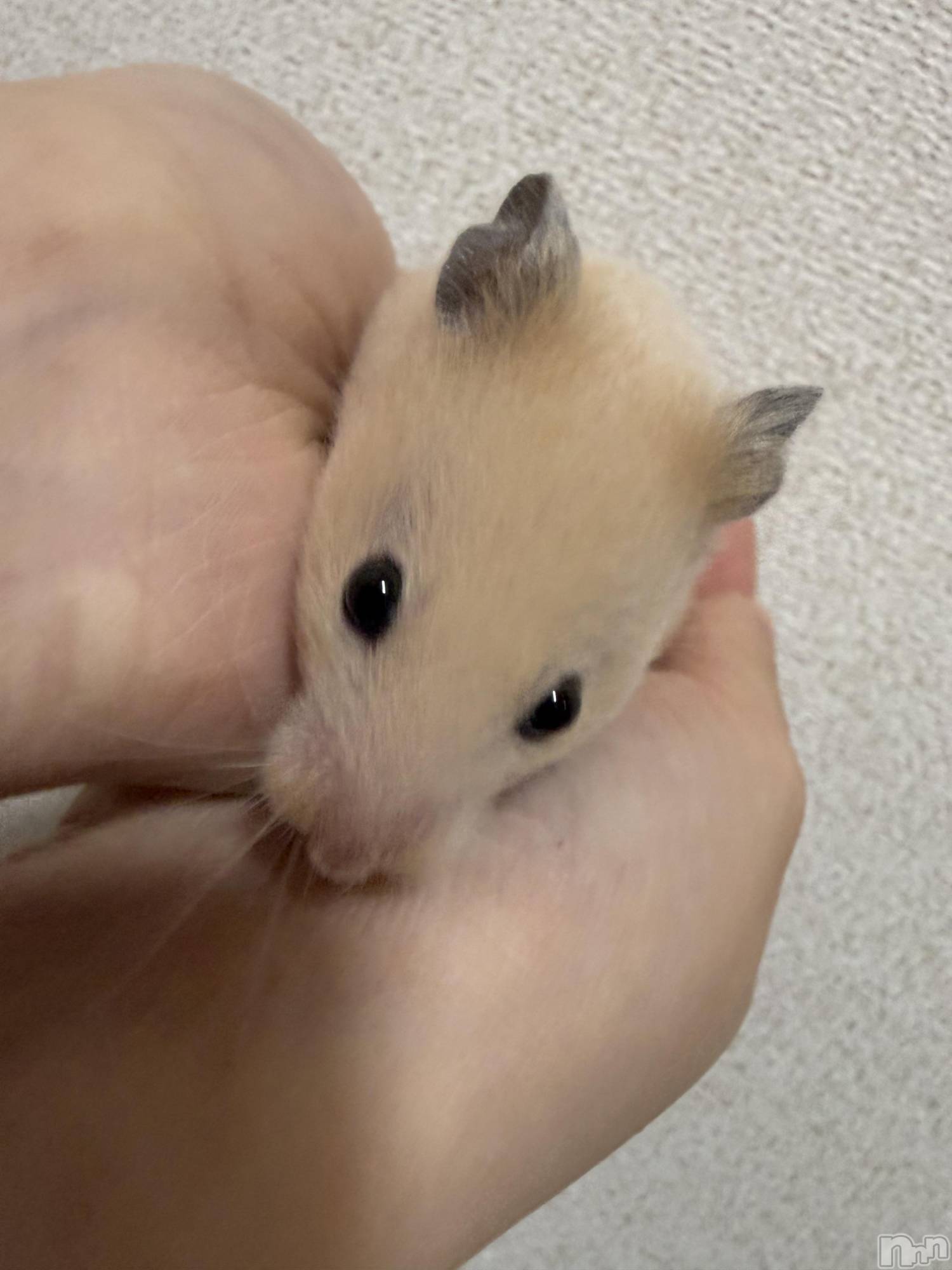 ��Ʋ����Х��顦�����Lounge Veranda(�饦�󥸥٥���) ��2026ǯ4��10���̥�֥�����4��10�� 20��27ʬ�Υ֥�����