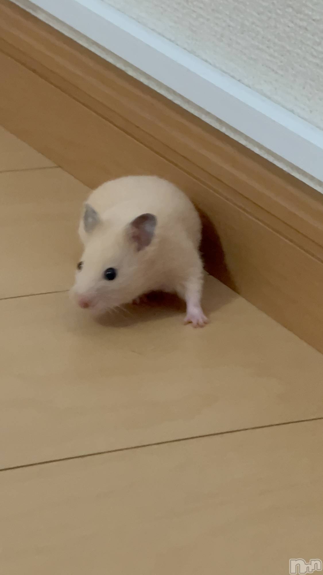 ��Ʋ����Х��顦�����Lounge Veranda(�饦�󥸥٥���) ��2026ǯ4��11���̥�֥�����4��11�� 19��57ʬ�Υ֥�����