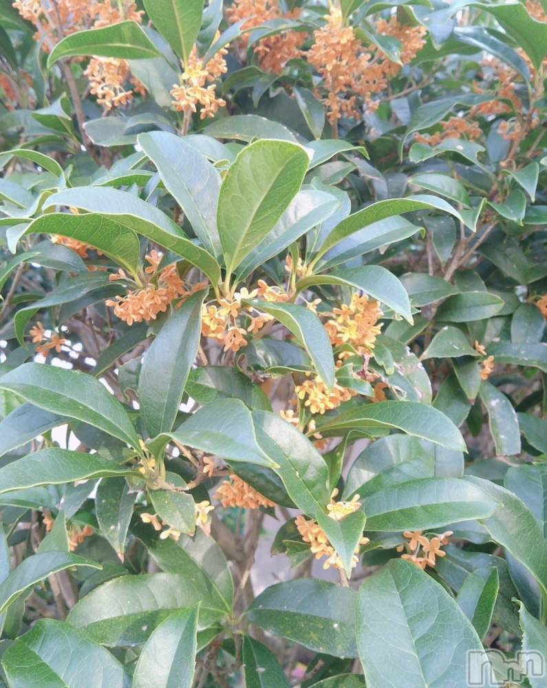 新潟デリヘル奥様特急 新潟店(オクサマトッキュウニイガタテン) ともか(46)の10月9日写メブログ「いい香り(*  ˊ꒳ˋ*)」