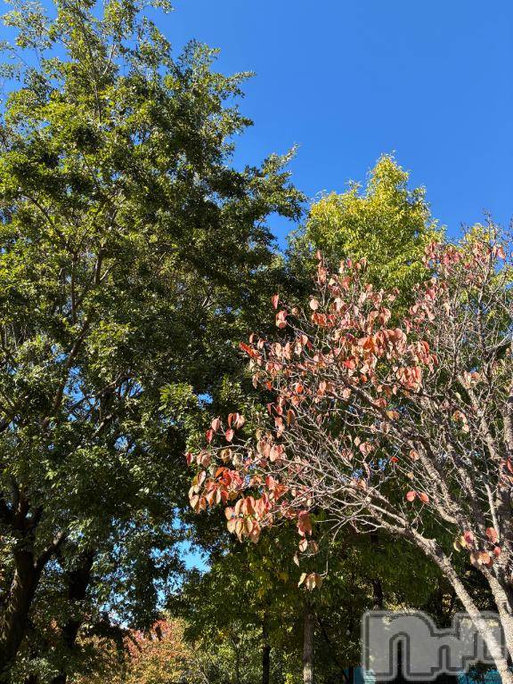 松本発デリヘル癒し姫 松本店(イヤシヒメマツモトテン)【S】吉野さな(33)の2025年11月4日写メブログ「秋空♡」