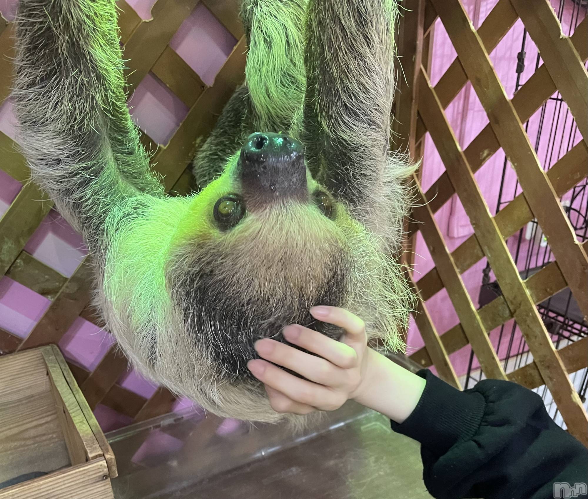 ����������ʥå��������륺�С����󥻥ץȥ��ե� ���ˤޤ����(���󥻥ץȥ��ե����˥ޥ륭�奦�ǥ�) ��2026ǯ4��28���̥�֥�����4��28�� 20��52ʬ�Υ֥�����