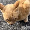 Miya