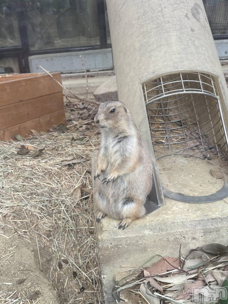 ��ˬ����Х��顦����֥���� �ץ���� ��ˬ(����� �ץ���� ����) ��� ��ʤ�10��25���̥�֥����֥ߡ��䥭��åȡ���🐾��