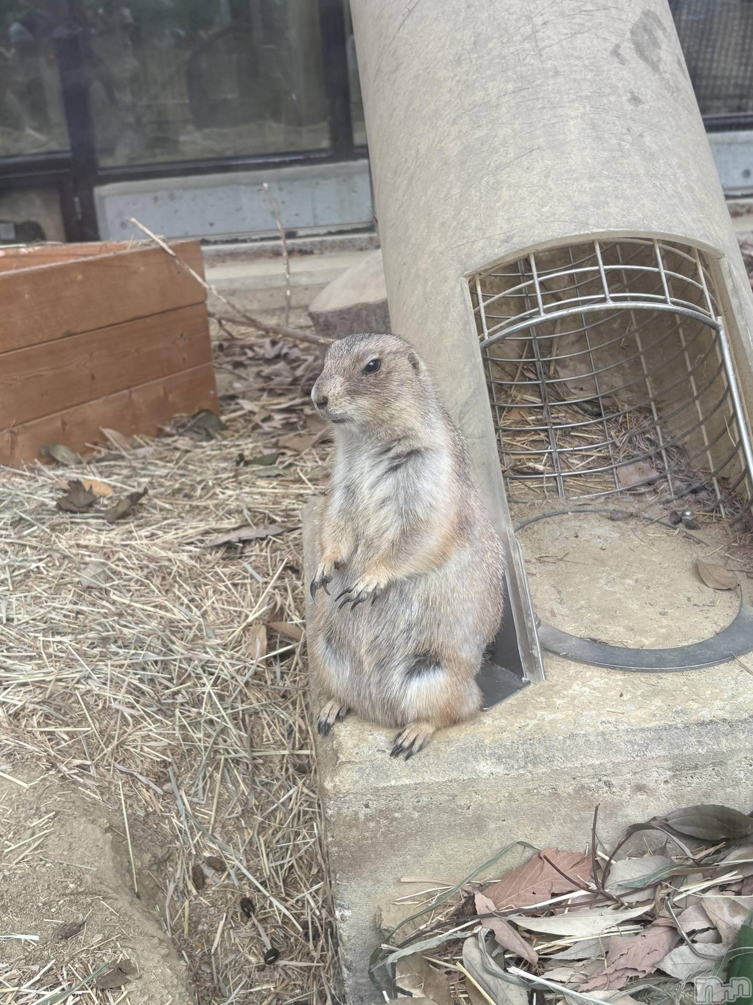 ��ˬ����Х��顦����֥���� �ץ���� ��ˬ(����� �ץ���� ����) ��2025ǯ10��25���̥�֥����֥ߡ��䥭��åȡ���🐾��