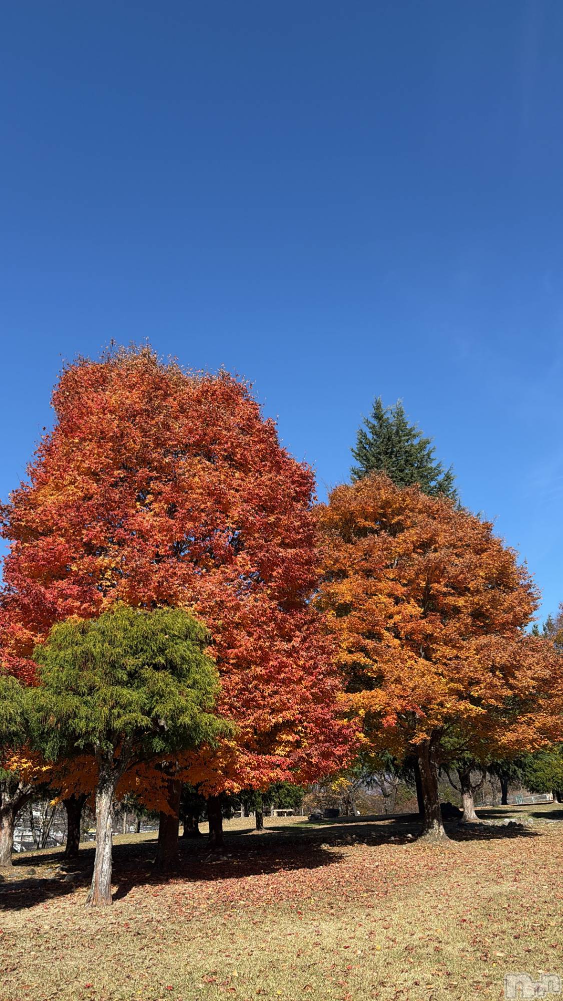 ��ˬ����Х��顦����֥���� �ץ���� ��ˬ(����� �ץ���� ����) ��2025ǯ11��15���̥�֥����ֹ���🍁⠜��