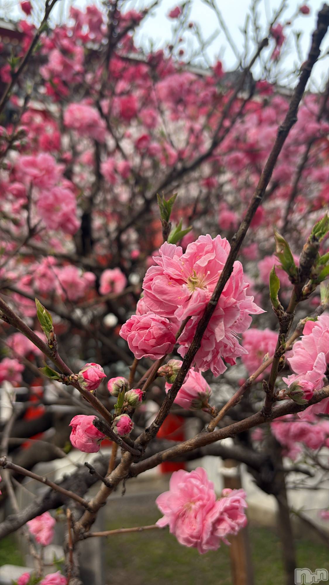 ��ˬ����Х��顦����֥���� �ץ���� ��ˬ(����� �ץ���� ����) ��2026ǯ4��4���̥�֥��������ʤ��֡�🎀💕��