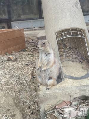 ��ˬ����Х��顦����֥���� �ץ���� ��ˬ(����� �ץ���� ����) ��� ���(25)��10��25���̥�֥����֥ߡ��䥭��åȡ���🐾��