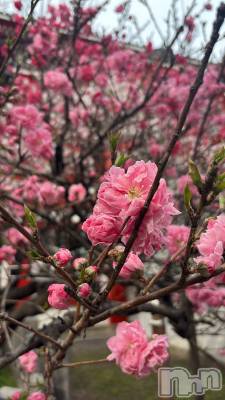 ��ˬ����Х��顦����֥���� �ץ���� ��ˬ(����� �ץ���� ����) ��� ���(25)��4��4���̥�֥��������ʤ��֡�🎀💕��