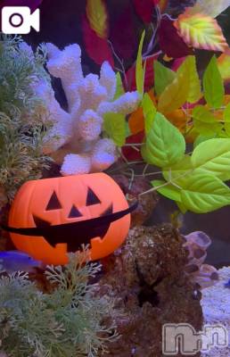 新潟デリヘル 新潟市鳥屋野潟ちゃんこ(ニイガタシトヤノガタチャンコ) らら(20)の10月8日写メブログ「ハロウィン🎃」