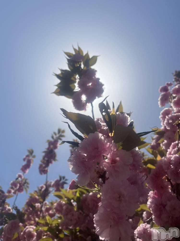 新潟おっパブSUPER ANGEL(スーパーエンジェル) 天花きり(25)の11月19日写メブログ「ありがとう💖💖」